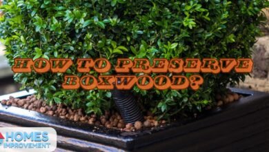 How to Preserve Boxwood?