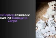 Does Renters Insurance Cover Pet Damage to Carpet