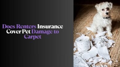 Does Renters Insurance Cover Pet Damage to Carpet