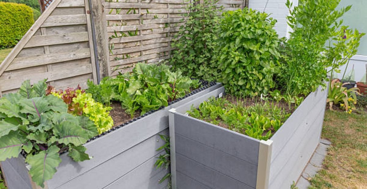 Raised Garden Bed