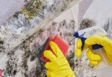 What Is Mold Remediation?